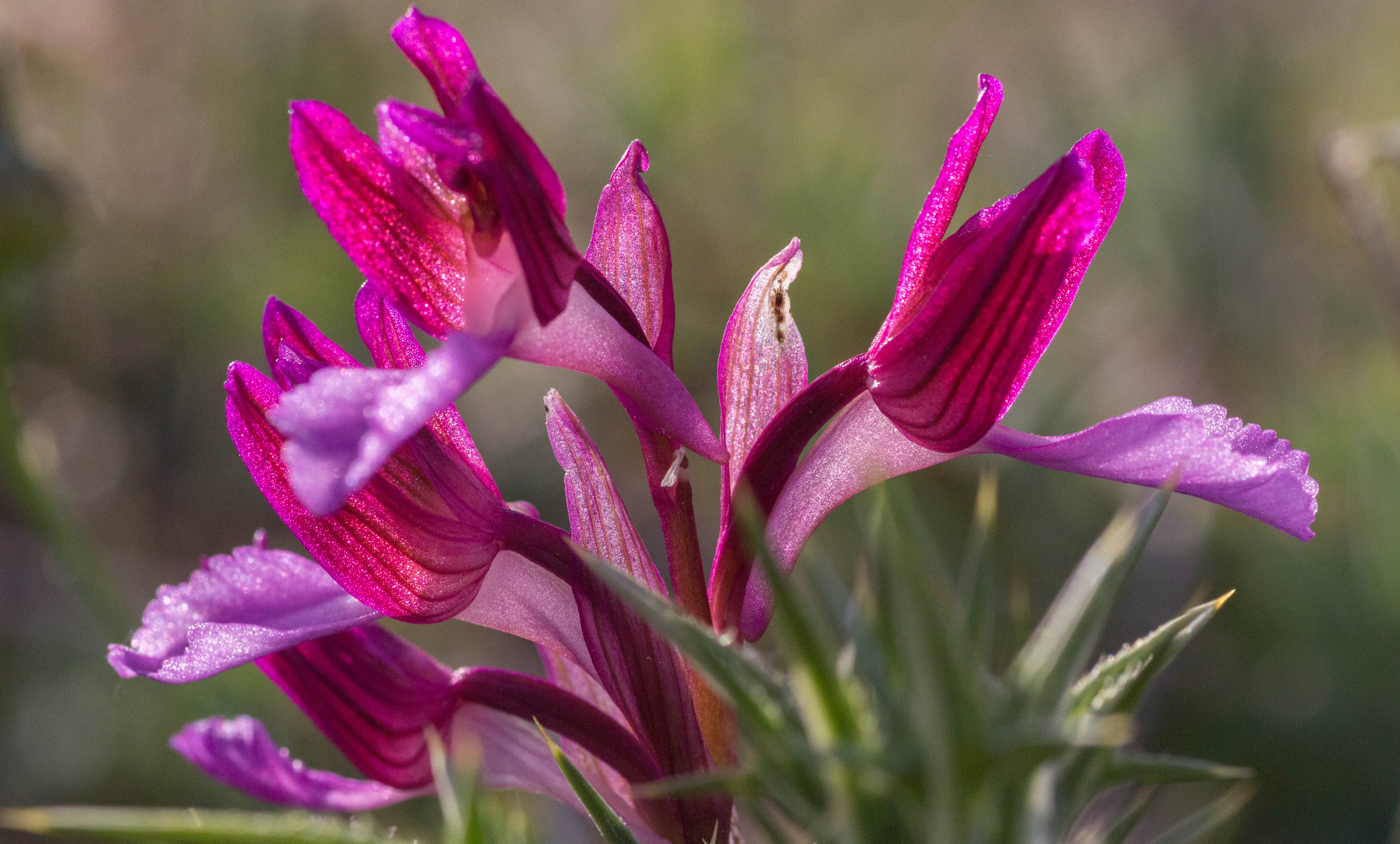 ORHIDEJA - KRALJICA CVIJEĆA
