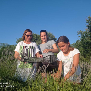 Harvesting lavender